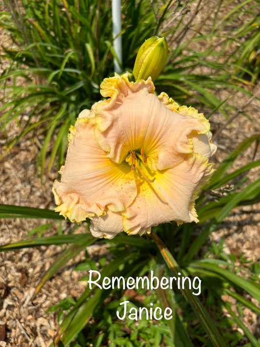 Remembering Janice