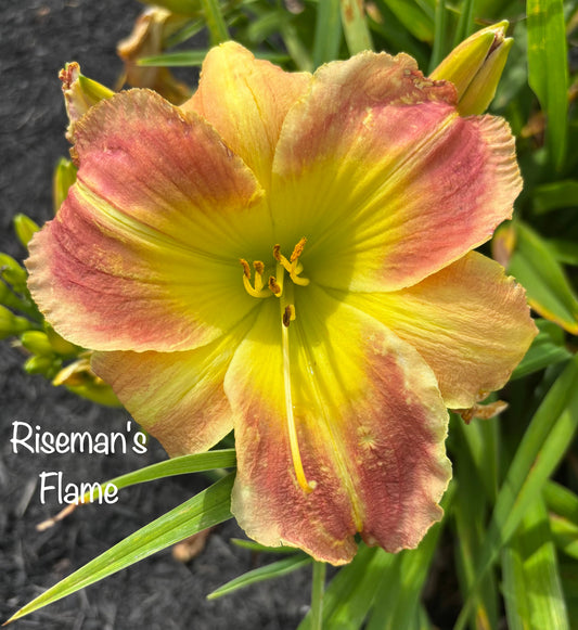 Riseman's Flame