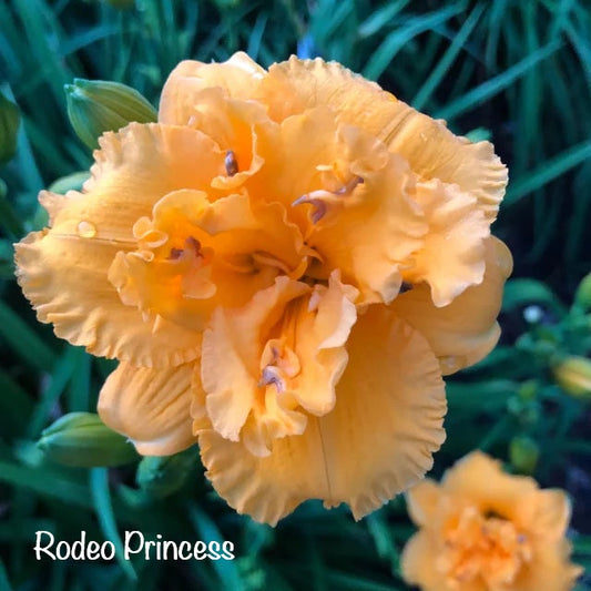 Rodeo Princess