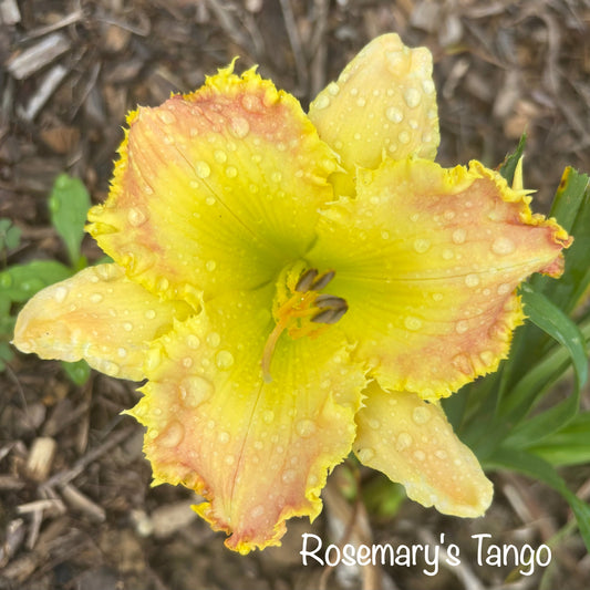 Rosemary's Tango
