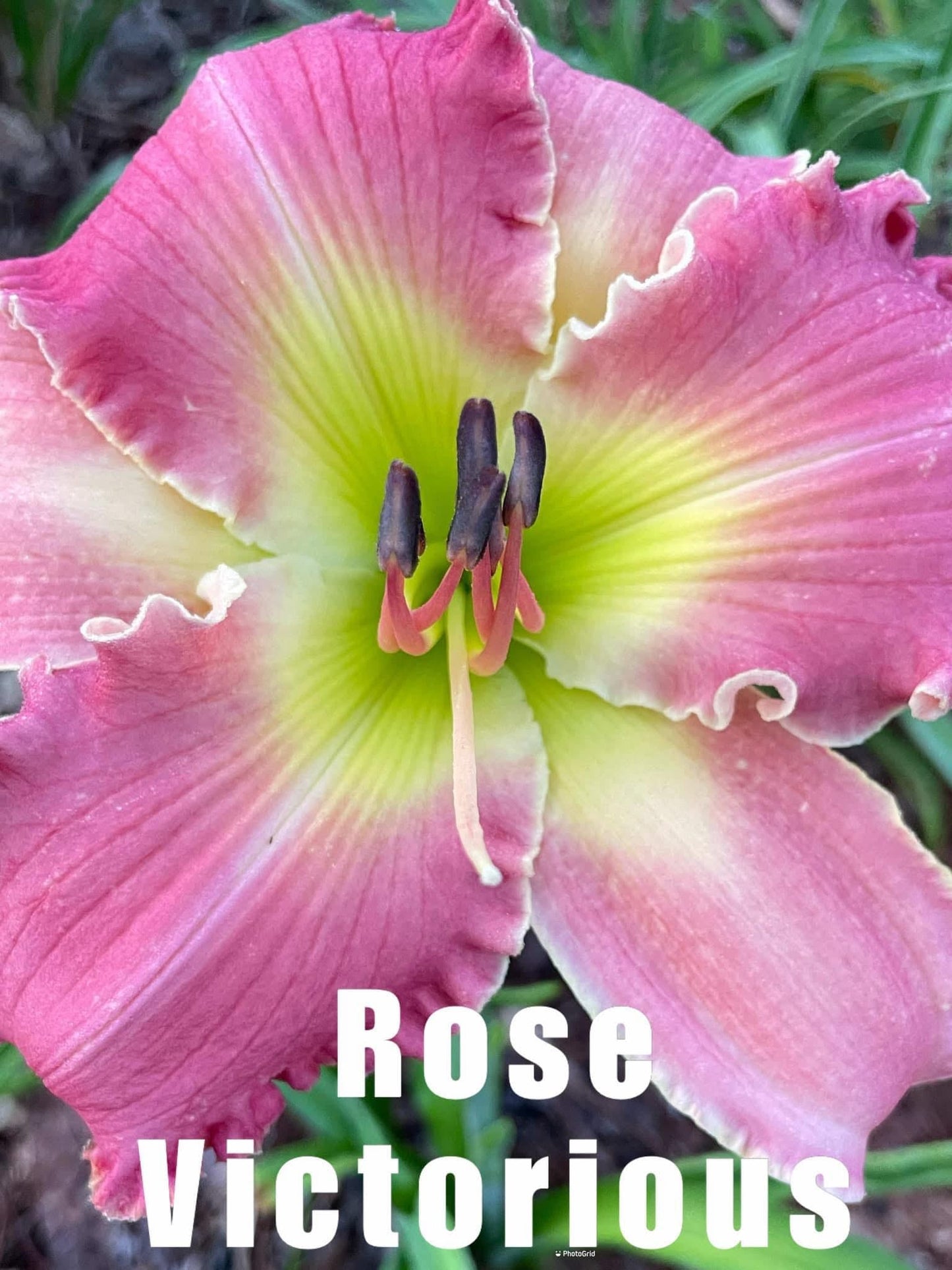Rose Victorious