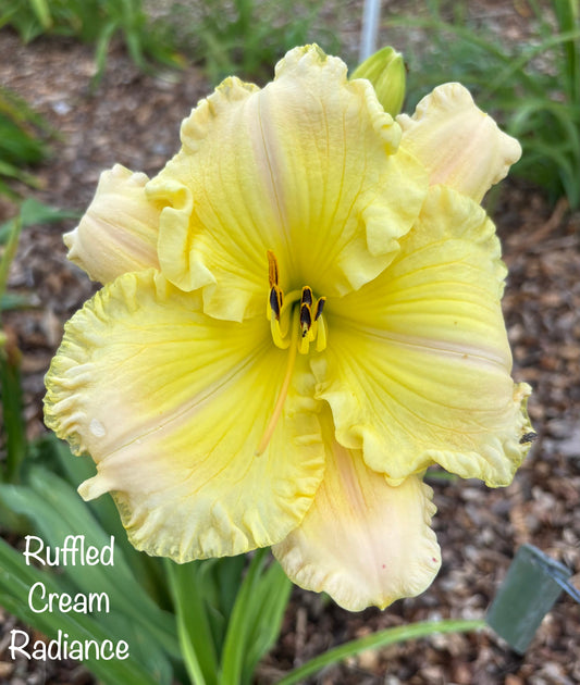 Ruffled Cream Radiance