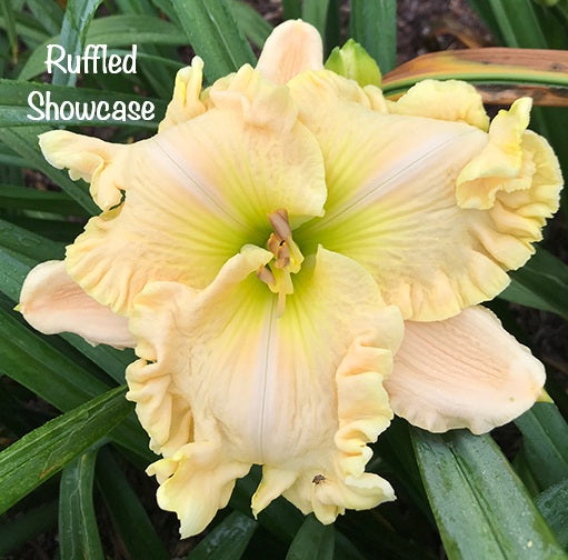 Ruffled Showcase