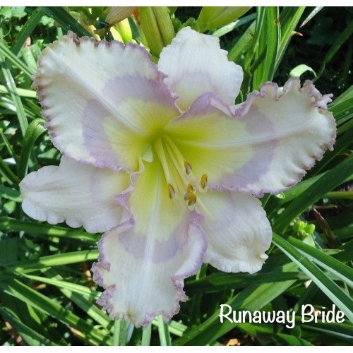Runaway Bride