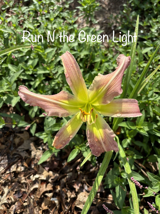 Run N the Green Light
