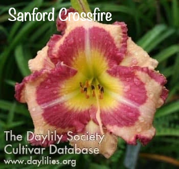 Sanford Crossfire
