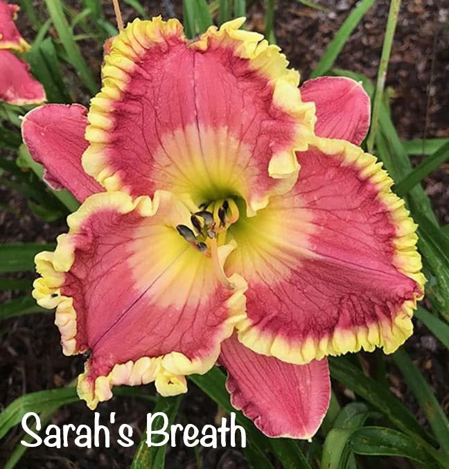 Sarah's Breath