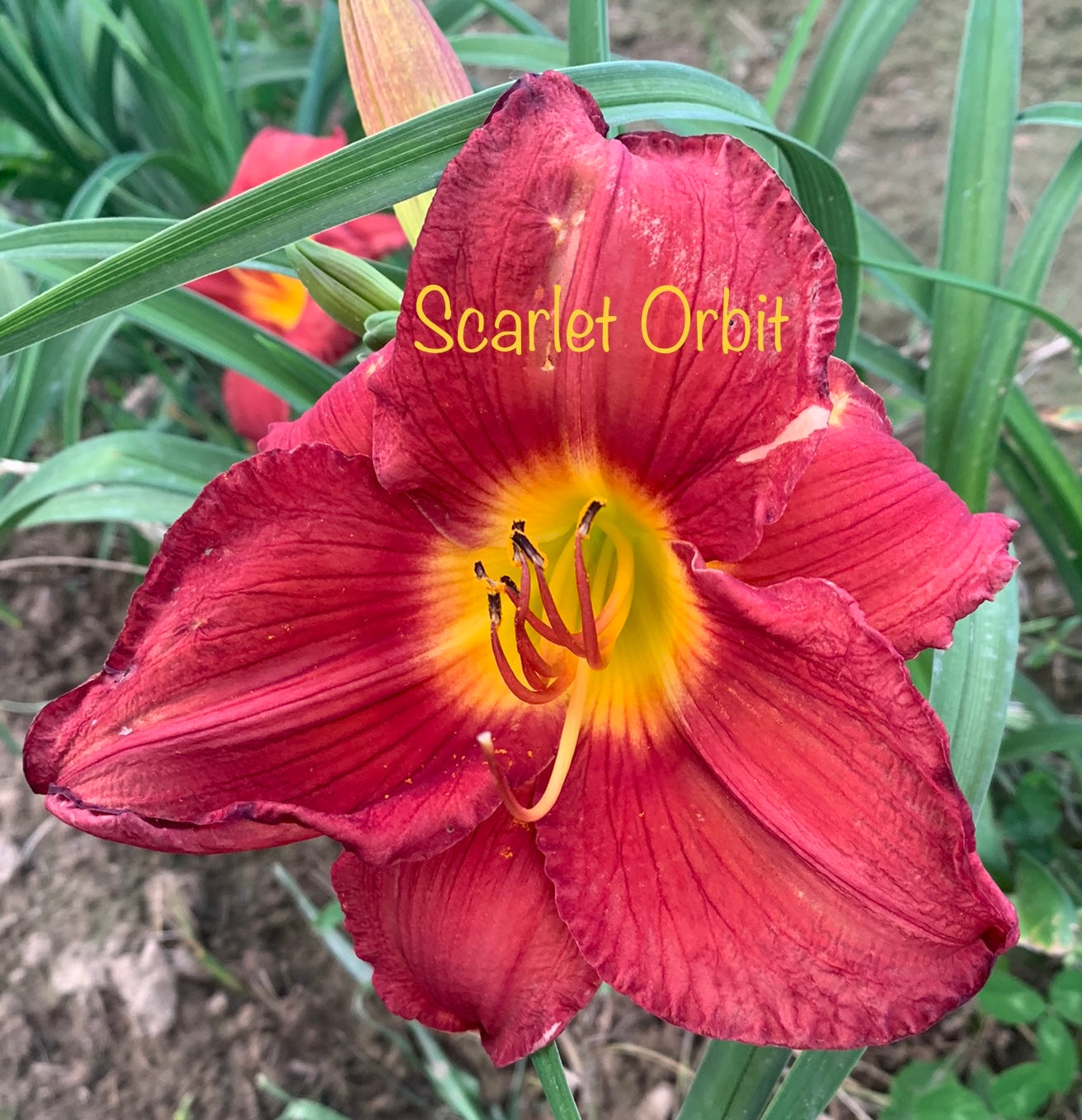Scarlet Orbit