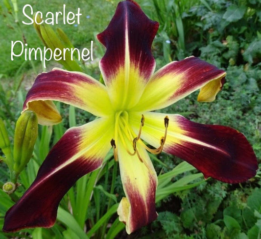 Scarlet Pimpernel
