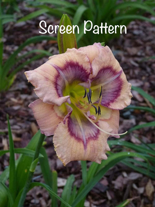 Screen Pattern