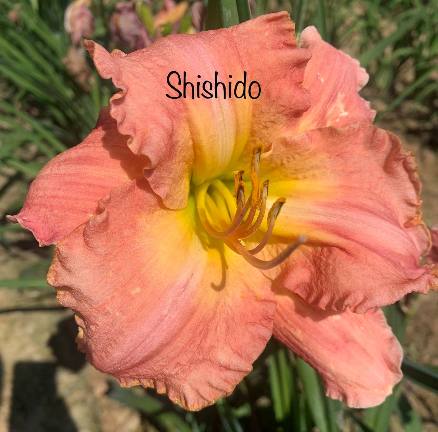 Shishedo