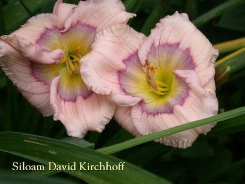 Siloam David Kirchhoff