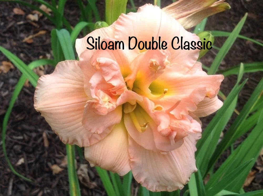 Siloam Double Classic