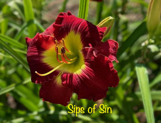 Sips of Sin
