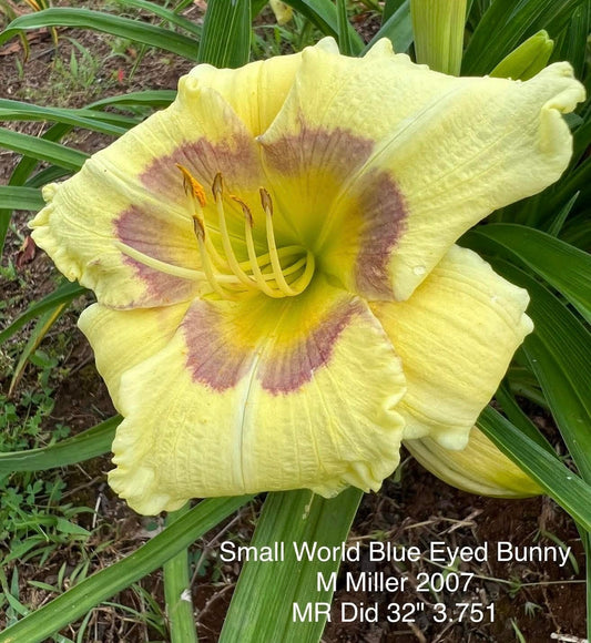 Small World Blue Eyed Bunny