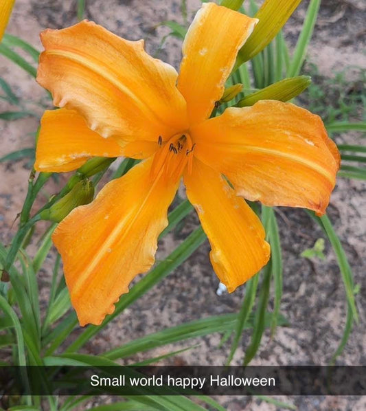 Small World Happy Halloween