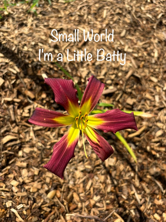 Small World I'm a Little Batty