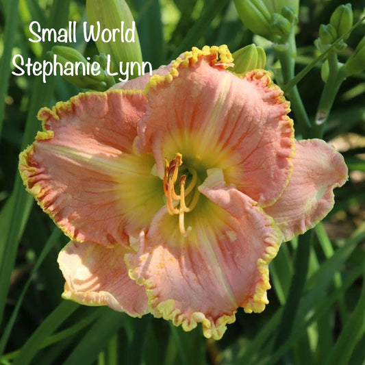 Small World Stephanie Lynn