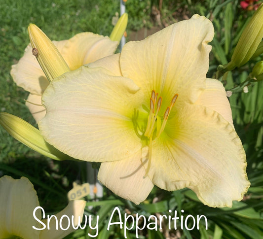 Snowy Apparition