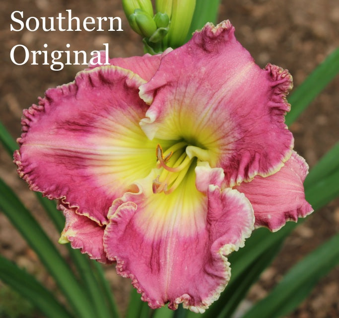 Southern Original