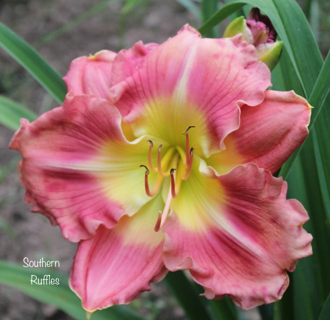 Southern Ruffles – Darmstadt Daylilies & More