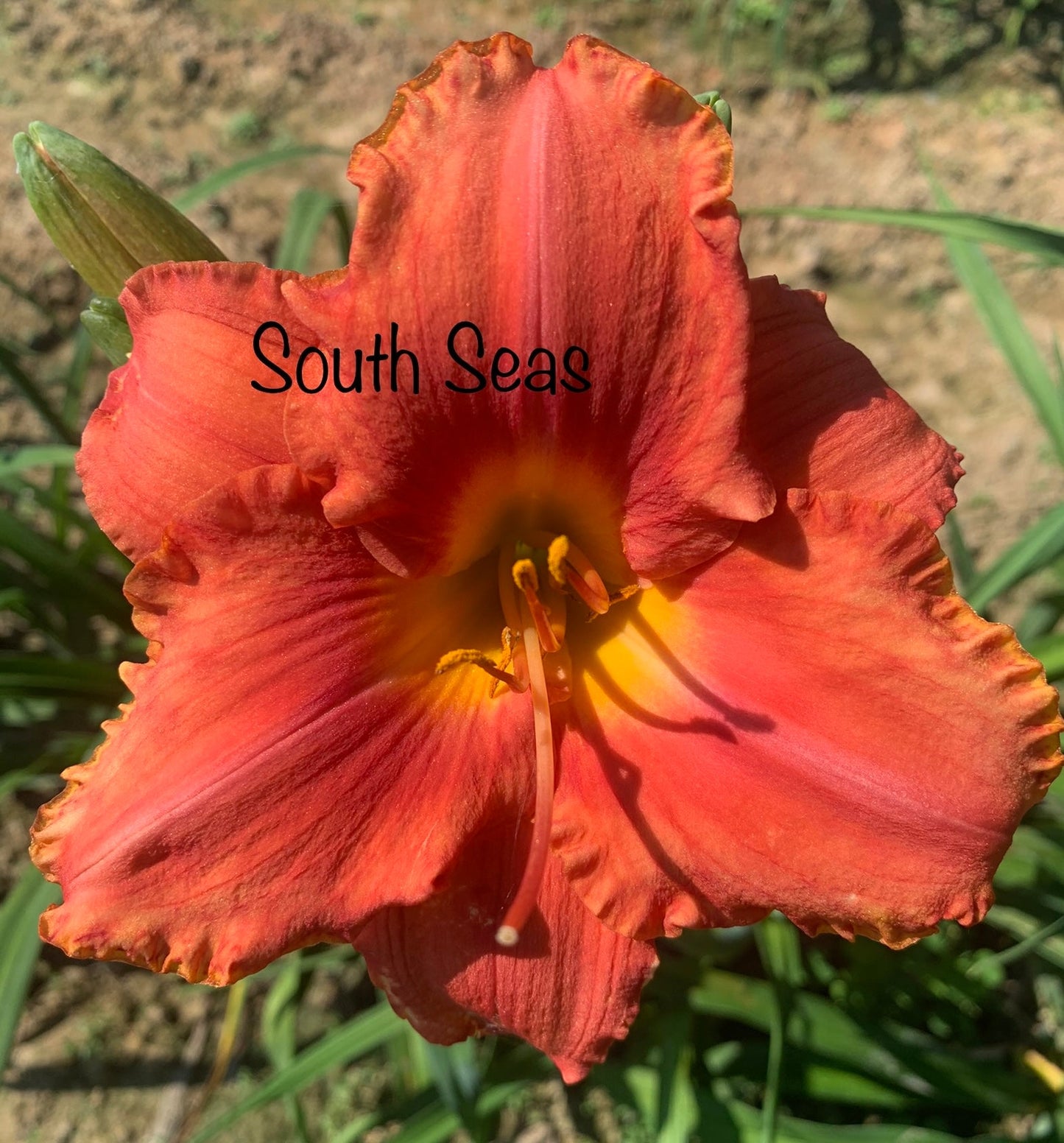 South Seas