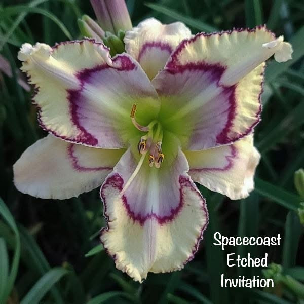 Spacecoast Etched Invitation