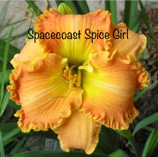 Spacecoast Spice Girl