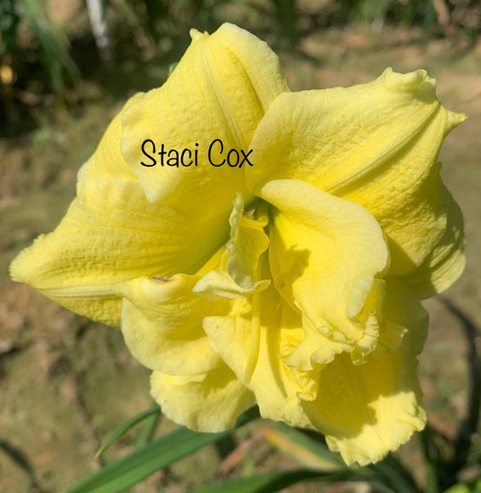Staci Cox