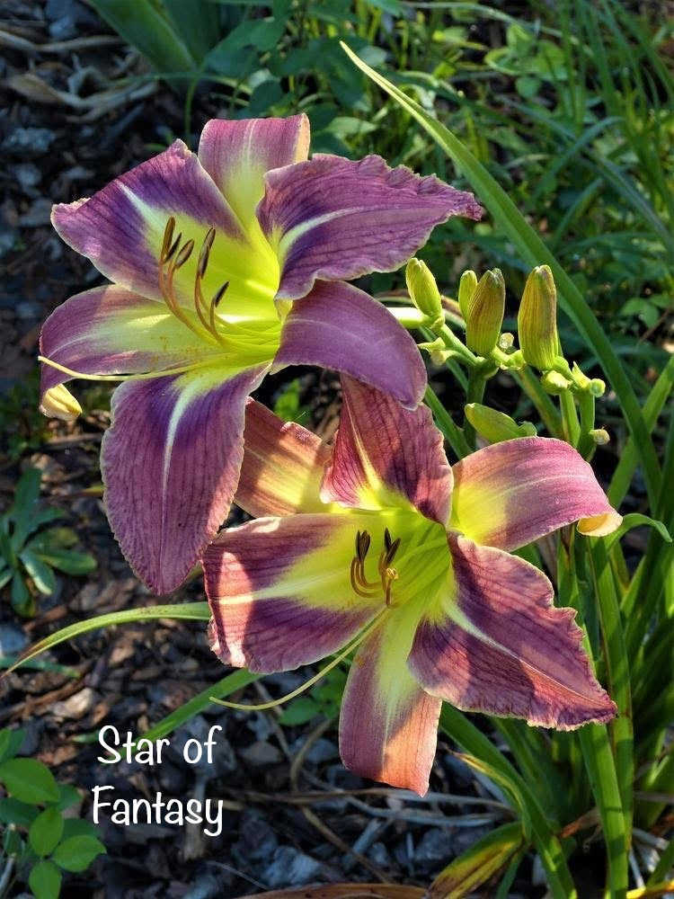 Star of Fantasy