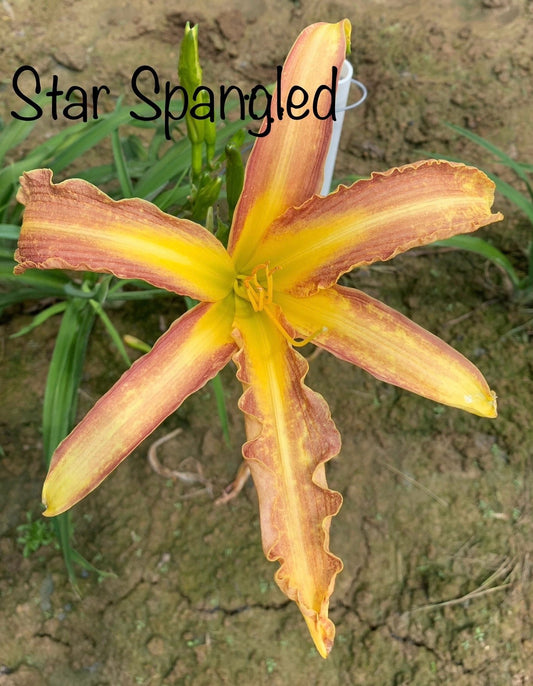 Star Spangled