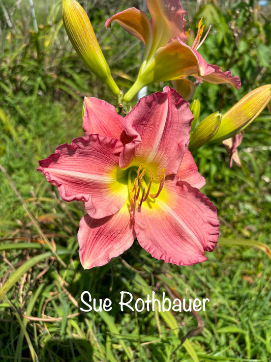 Sue Rothbauer
