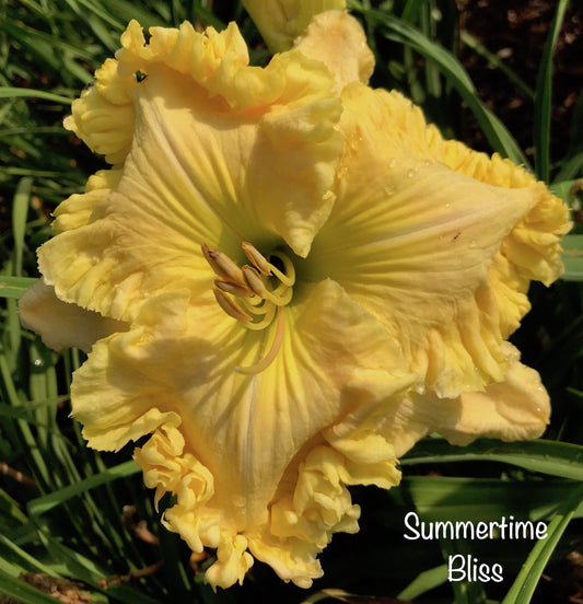 Summertime Bliss