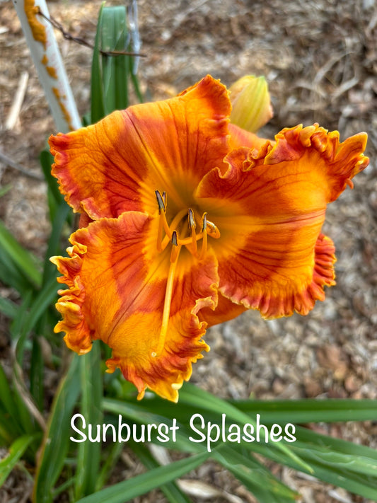 Sunburst Splashes