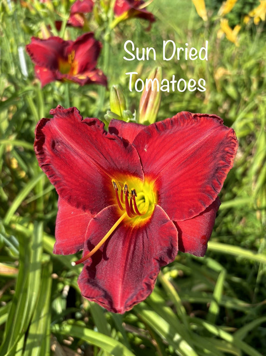Sun Dried Tomatoes