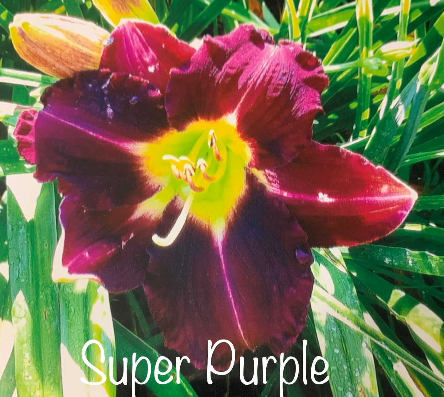 Super Purple