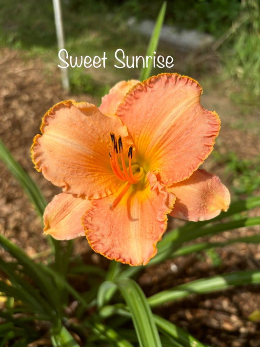 Sweet Sunrise
