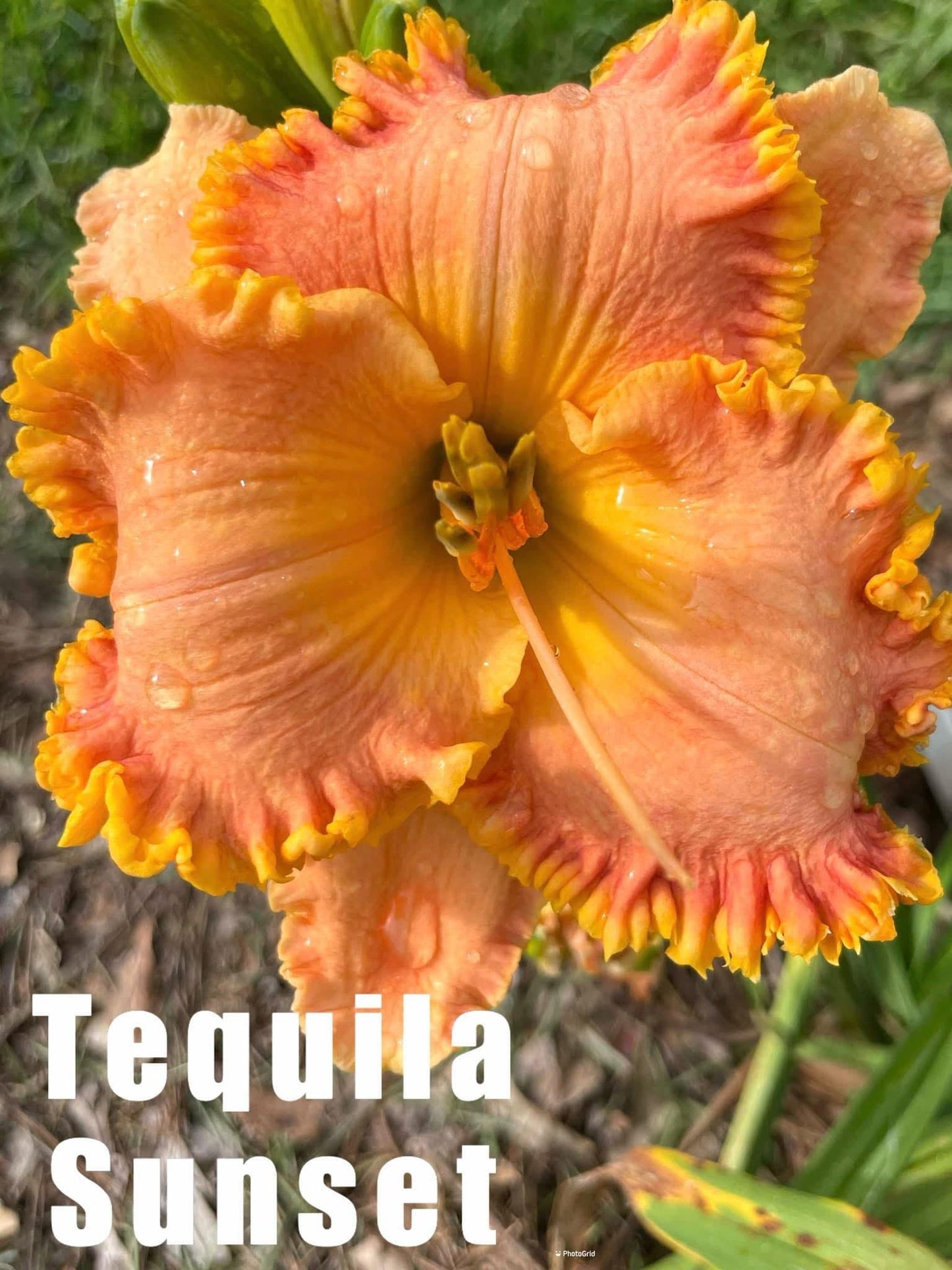 Tequila Sunset
