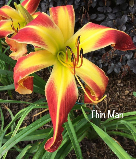 Thin Man