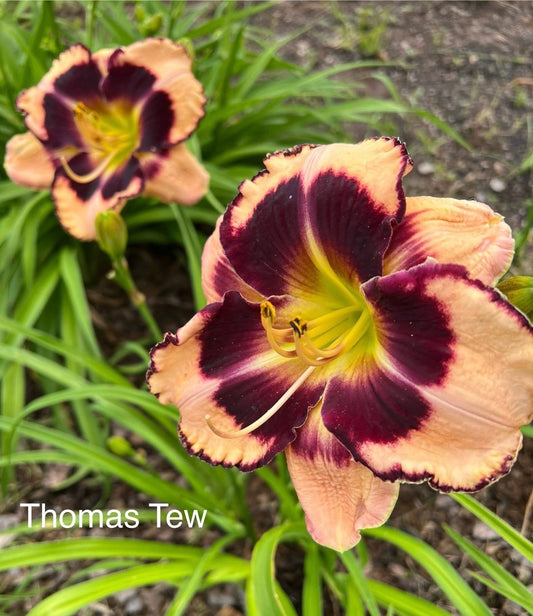 Thomas Tew