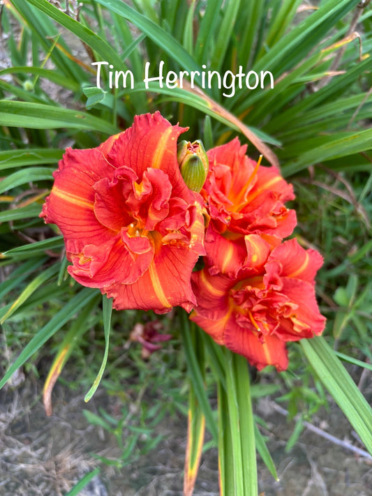 Tim Herrington