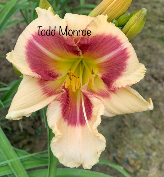 Todd Monroe