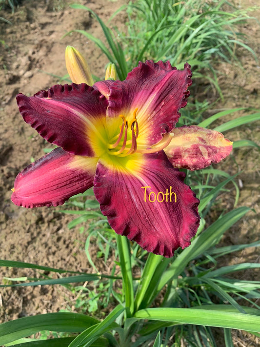 Tooth