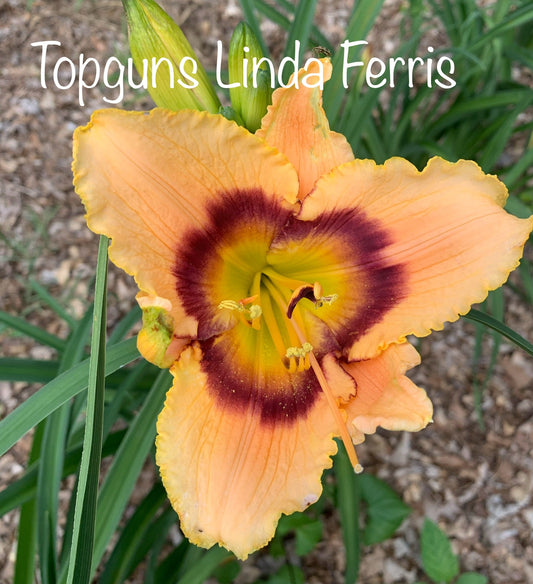 Topguns Linda Farris