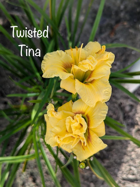 Twisted Tina