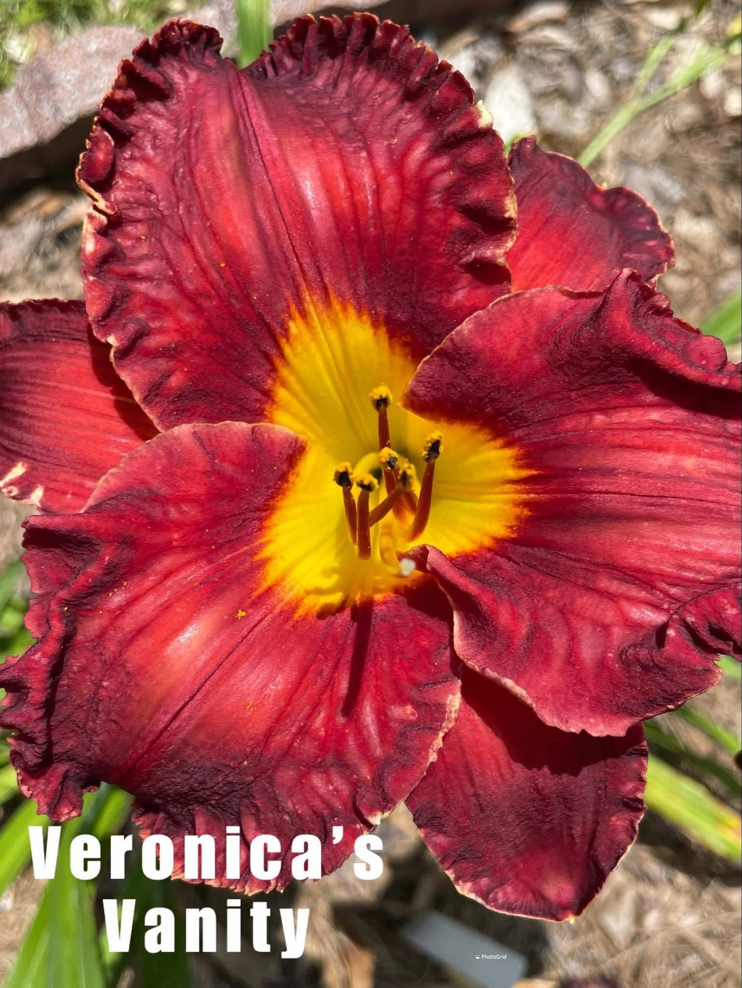 Veronica's Vanity