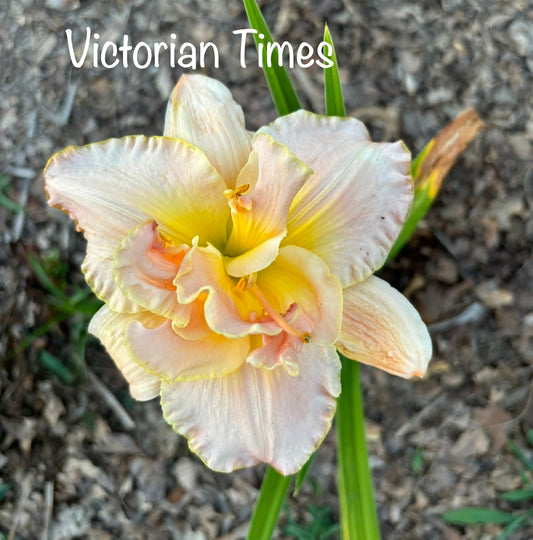 Victorian Times