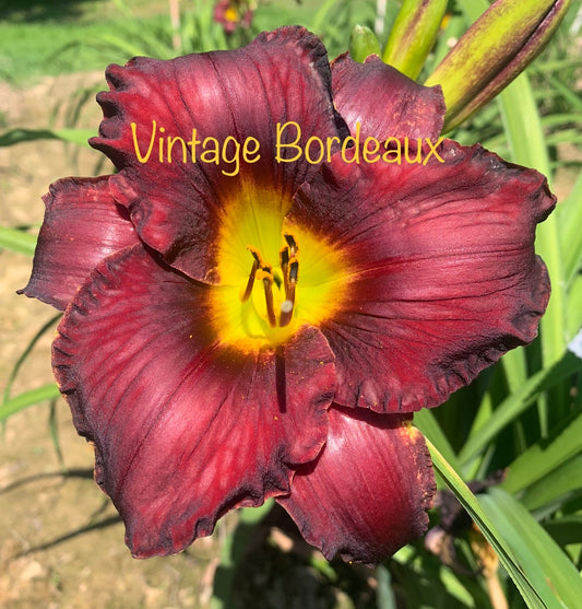 Vintage Bordeaux