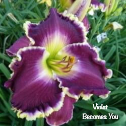 Violet Becomes You