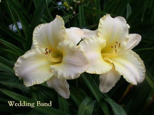 Wedding Band
